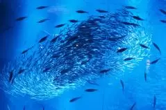 綺麗に渦巻く魚の群れ