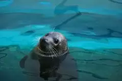 ゴマフアザラシ