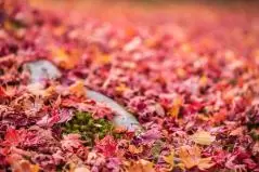 京都府　東福寺の紅葉