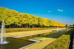 昭和記念公園のイチョウ・銀杏・紅葉