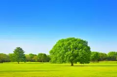 国営昭和記念公園のケヤキの大きな木