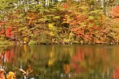 裏磐梯 五色沼の紅葉（柳沼）