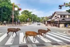 律儀すぎる奈良の鹿！青信号を待って横断中