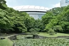 東京ドームと睡蓮