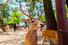 奈良公園の鹿