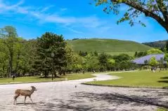奈良公園の鹿と若草山