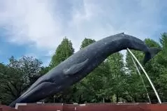 国立科学博物館　シロナガスクジラの大模型