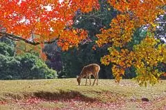 奈良公園の鹿・飛火野の紅葉
