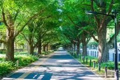 新緑の明治神宮外苑イチョウ並木