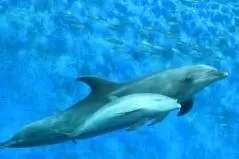 イルカの親子
