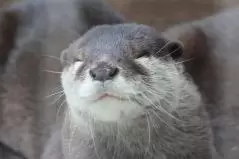 コツメカワウソ