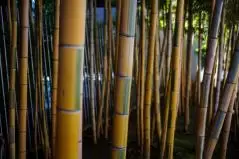 東京港区南青山6丁目の根津美術館の竹