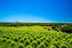 ひたち海浜公園　小さなコキア
