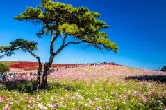 ひたち海浜公園　コスモス畑