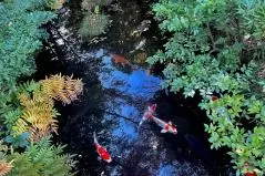 池に映る空と鯉