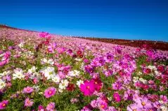 ひたち海浜公園　コスモス畑