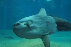 マンボウ　海遊館