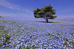 一面に広がるネモフィラ畑