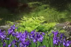 根津美術館　池と菖蒲