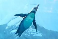  海遊館　下から見上げる空飛ぶペンギン