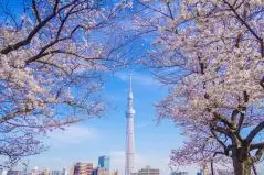 東京スカイツリーと桜