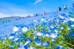 国営ひたち海浜公園　ネモフィラ