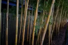 根津美術館の竹