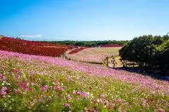 ひたち海浜公園　コスモス畑