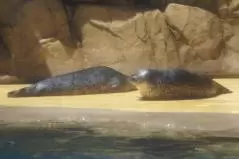  海遊館　休むゴマフアザラシ