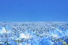 国営ひたち海浜公園　ネモフィラ