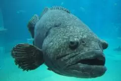 タマカイ　海遊館