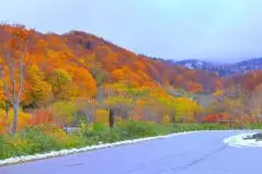 新雪と鮮やかな紅葉のコラボレーション