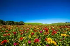ひたち海浜公園　青空とジニア