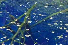 白神山地　十二湖　青池