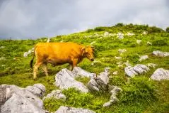 四国　カルスト台地の風景