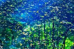 青森県　白神山地・青池