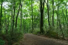 十二湖（青池）遊歩道のブナの原生林