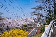 桜が満開の聖蹟桜ヶ丘のいろは坂