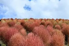  東京ドイツ村　コキアの丘