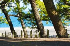 木洩れ陽が美しい広重が愛した松林