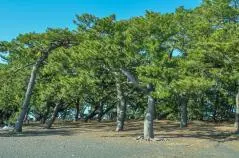 三保の松原を歩く