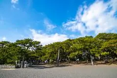 青空　三保の松原　松林