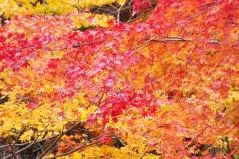 晩秋の厳美渓の紅葉