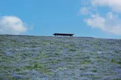 ネモフィラの丘