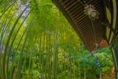 竹林に差し込む光