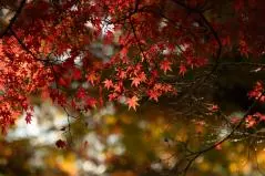 京都　建仁寺　紅葉