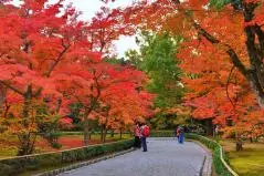 京都府　金閣寺の紅葉