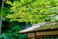 あじさい寺｜明月院