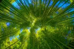 竹林から覗く太陽