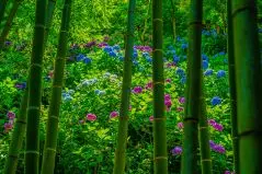 紫陽花と竹林